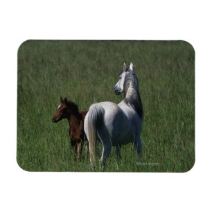 Arab Mare & Foal Magnet
