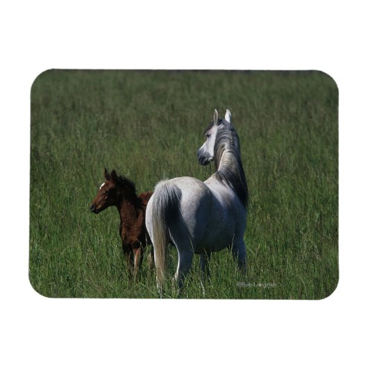 Arab Mare & Foal Magnet (Horizontal)