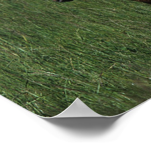 Arab Mare & Foal Poster (Ecke)