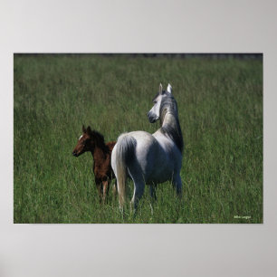 Arab Mare & Foal Poster