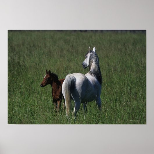 Arab Mare & Foal Poster (Vorne)