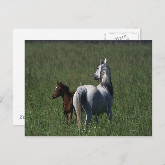 Arab Mare & Foal Postkarte (Vorne/Hinten)