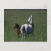 Arab Mare & Foal Postkarte (Vorderseite)