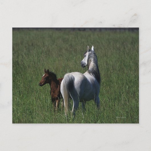 Arab Mare & Foal Postkarte (Vorderseite)