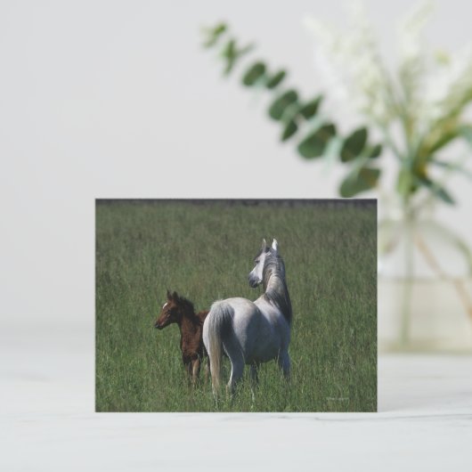 Arab Mare & Foal Postkarte (Stehend Vorderseite)