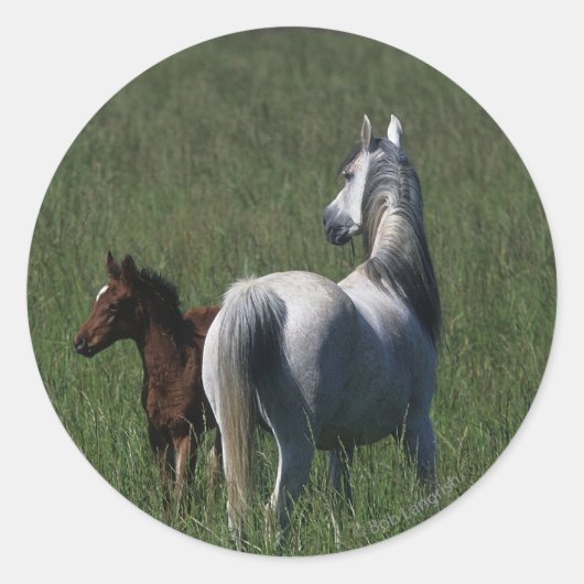 Arab Mare & Foal Runder Aufkleber (Vorderseite)