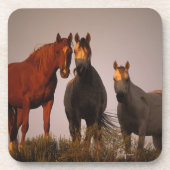 Araber am Sonnenuntergang Untersetzer (Vorderseite)