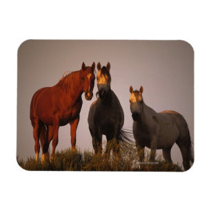 Araber bei Sunset Magnet