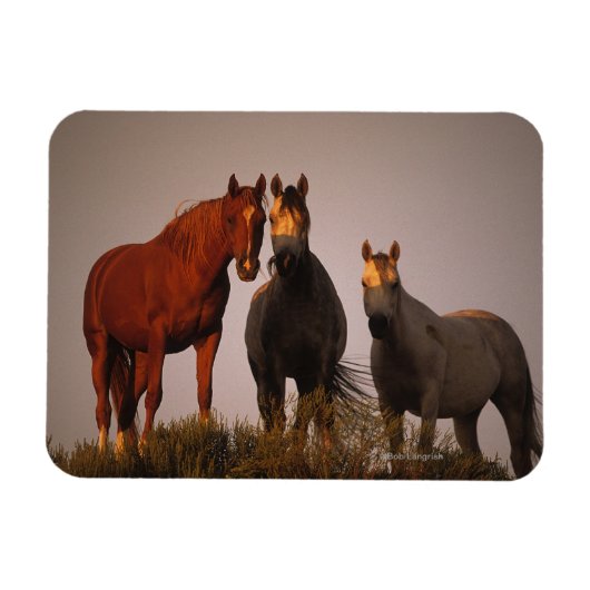 Araber bei Sunset Magnet (Horizontal)