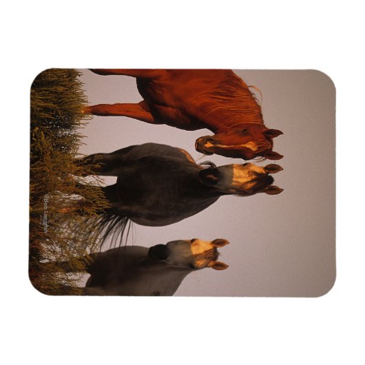 Araber bei Sunset Magnet (Horizontal)