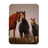 Araber bei Sunset Magnet (Vertikal)