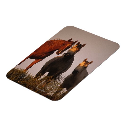 Araber bei Sunset Magnet (Linke Seite)