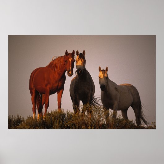 Araber bei Sunset Poster (Vorne)