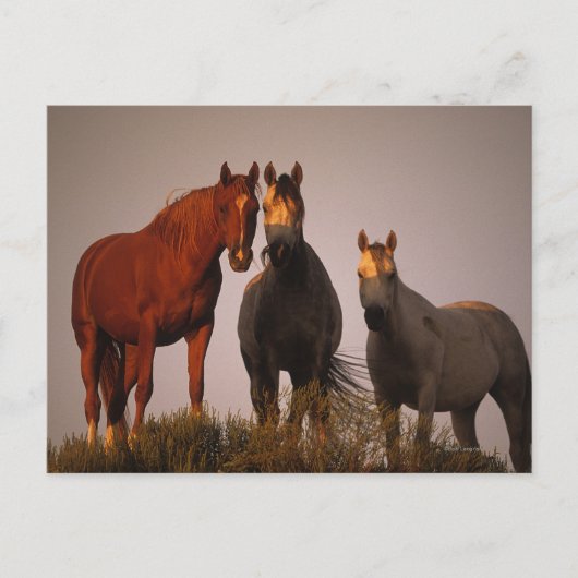 Araber bei Sunset Postkarte (Vorderseite)