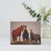 Araber bei Sunset Postkarte (Stehend Vorderseite)