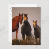 Araber bei Sunset Postkarte (Vorne/Hinten)