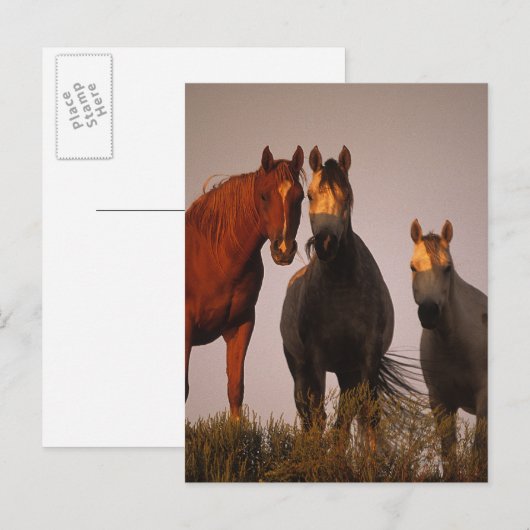 Araber bei Sunset Postkarte (Vorne/Hinten)