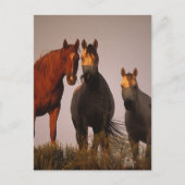 Araber bei Sunset Postkarte (Vorderseite)