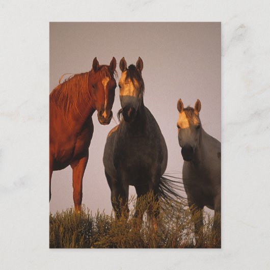 Araber bei Sunset Postkarte (Vorderseite)