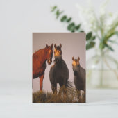 Araber bei Sunset Postkarte (Stehend Vorderseite)