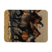 Araber, die in der Wüste laufen Magnet (Horizontal)