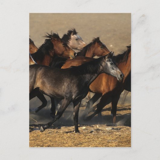 Araber, die in der Wüste laufen Postkarte (Vorderseite)