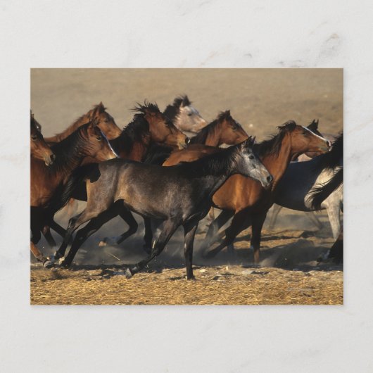 Araber, die in der Wüste laufen Postkarte (Vorderseite)