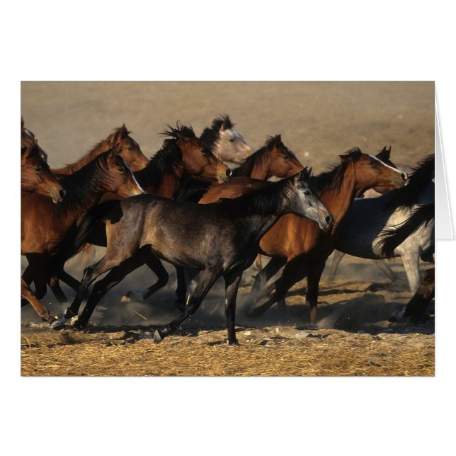 Araber, die in die Wüste laufen (Vorderseite (Horizontal))