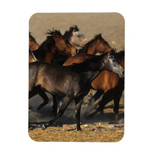 Araber, die in die Wüste laufen Magnet