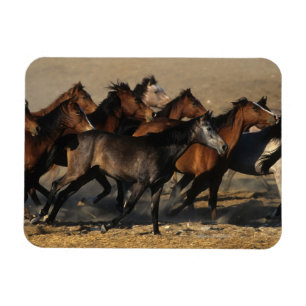 Araber, die in die Wüste laufen Magnet