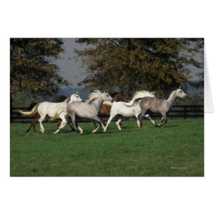 Araber, die in Feld laufen