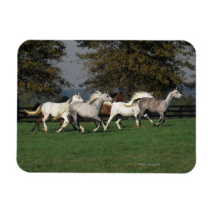 Araber, die in Feld laufen Magnet