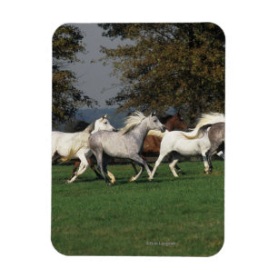 Araber, die in Feld laufen Magnet