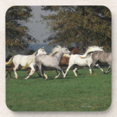 Araber, die in Feld laufen Untersetzer (Vorderseite)