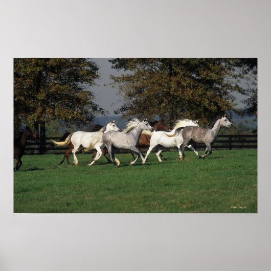 Araber, die vor Ort laufen Poster (Vorne)