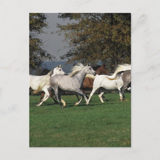 Araber, die vor Ort laufen Postkarte (Vorderseite)