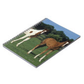 Araber fohlt stehend auf dem grasartigen Gebiet Notizblock (Linke Seite)