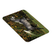 Araber: Herbst Magnet (Rechte Seite)