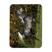 Araber: Herbst Magnet (Vertikal)