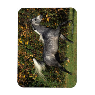 Araber: Herbst Magnet