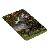 Araber: Herbst Magnet (Rechte Seite)