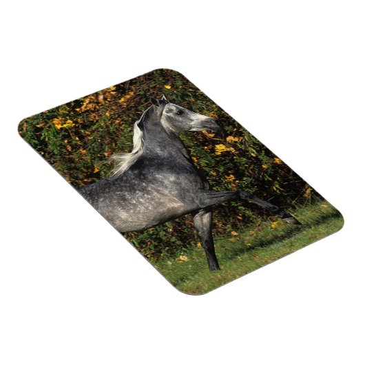 Araber: Herbst Magnet (Rechte Seite)