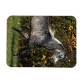 Araber: Herbst Magnet (Horizontal)