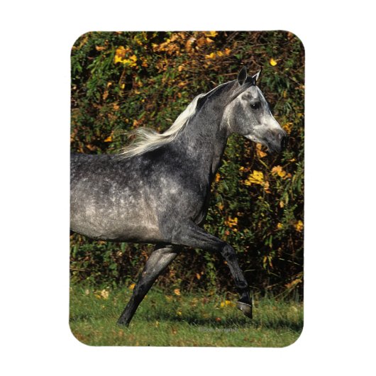 Araber: Herbst Magnet (Vertikal)