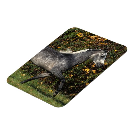 Araber: Herbst Magnet (Linke Seite)