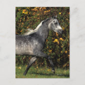 Araber: Herbst Postkarte (Vorderseite)