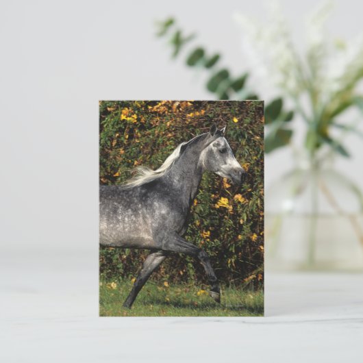 Araber: Herbst Postkarte (Stehend Vorderseite)