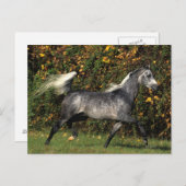 Araber: Herbst Postkarte (Vorne/Hinten)