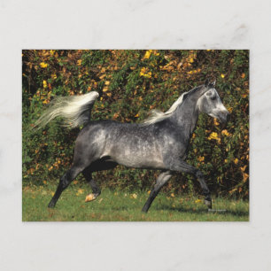 Araber: Herbst Postkarte