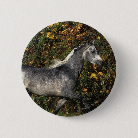 Araber-Laufen: Herbst Button (Vorderseite)